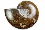 Polished Ammonite (Cleoniceras) Fossil - Madagascar #375921-1